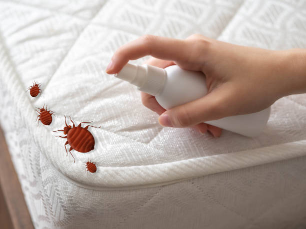 Best Emergency Pest Control  in Chula Vista, TX